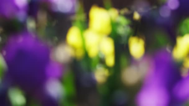 Soyut bulanık bahar çiçeği arkaplanı — Stok video
