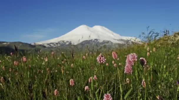 Berg Elbrus en bloemen uitzicht — Stockvideo