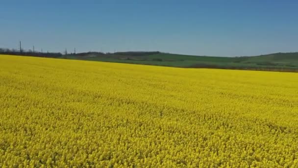 Żółte pole rzepaku kwitnącego — Wideo stockowe