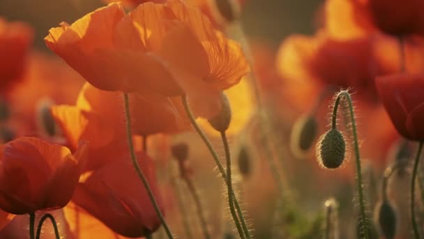 Blooming red poppy flowers — Stock Video