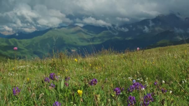 Bergslandskap med blommande ängar — Stockvideo