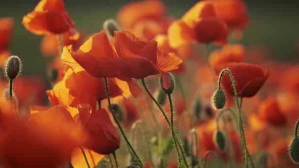 Kwitnące czerwone kwiaty maku — Wideo stockowe