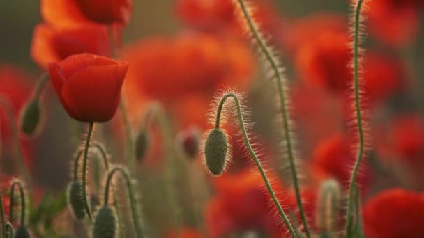 Bloeiende rode papaver bloemen — Stockvideo