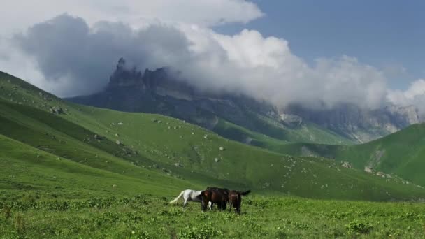 Dağda otlayan atlar sürüsü — Stok video