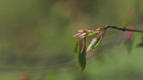 Genç yeşil dal yaprakları — Stok video