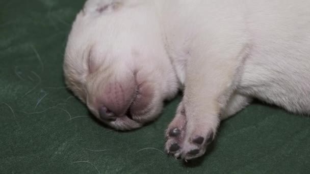 Новонароджений щеня-лабрадор спить — стокове відео