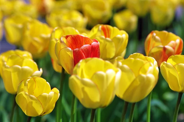 Žluté tulipány v zahradě — Stock fotografie