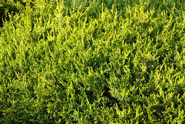 Green cypress leaves background — Stock Photo, Image