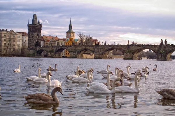 Cigni sul fiume Moldava a Praga — Foto Stock