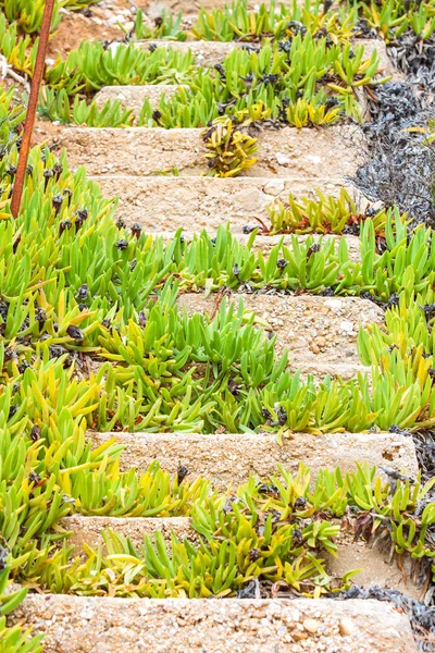 Παλιά ερειπωμένη σκάλες από μπετό στο παραλία, Χαλκιδική, Ελλάδα — Φωτογραφία Αρχείου