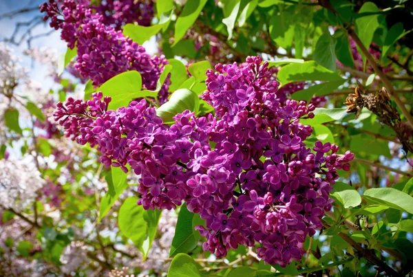 Close-up branch of violet lilac — Stock Photo, Image