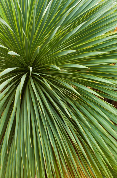Fondo de hojas de palma — Foto de Stock