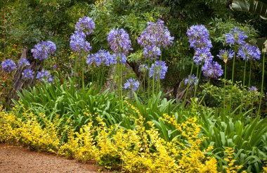 Mavi Afrika Lily (Agapanthus Africanus) çiçekler