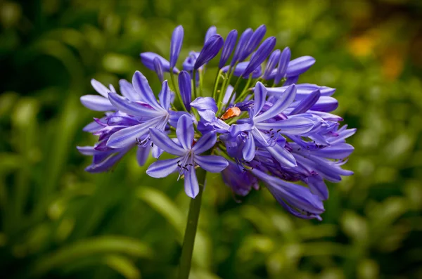 Blue African Lily (Agapanthus Africanus) — Stock Photo, Image