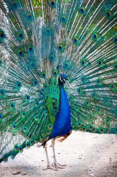 Bellissimo pavone con piume fuori — Foto Stock