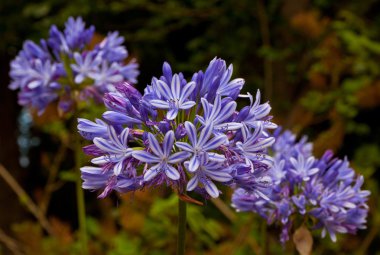 Mavi Afrika Lily (Agapanthus Africanus)