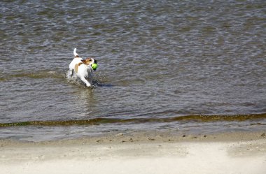 jack russell terrier köpek plajda çalışan