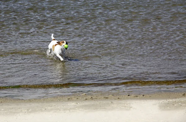 Jack Russell Terrier cane che corre sulla spiaggia — Foto Stock