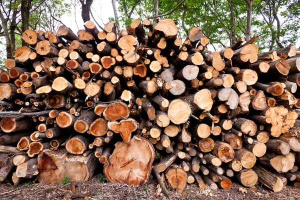 Pile of raw pine wood logs — Stock Photo, Image