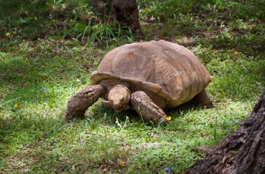 galapagos dev kaplumbağa