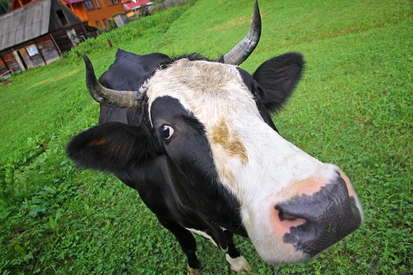 Cow on a summer pasture — Stock Photo, Image