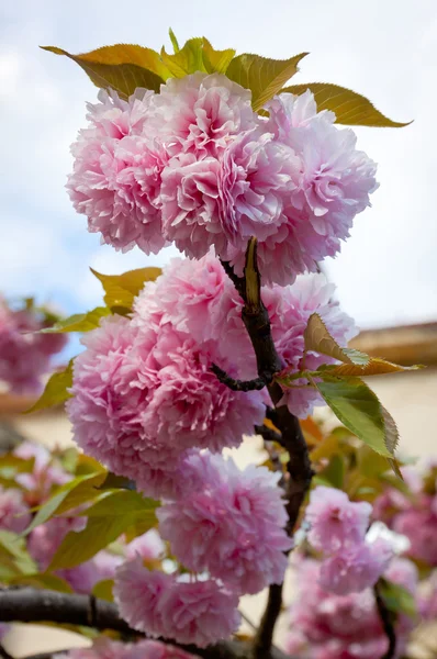 Close up branch of sakura blossom — Stock Photo, Image