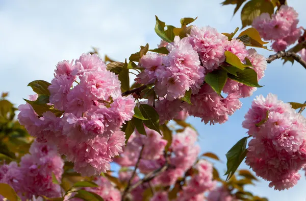 Nahaufnahme Zweig der Sakura-Blüte — Stockfoto