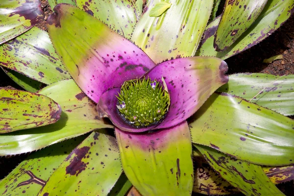 Verde flor de lirio de agua — Foto de Stock