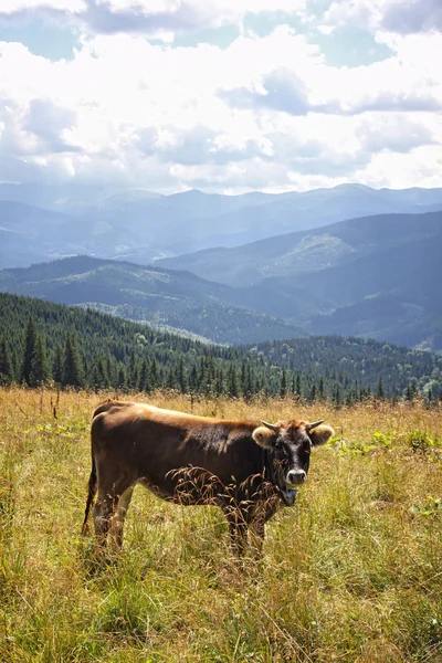 Koe op een weiland in de Karpaten, Oekraïne — Stockfoto