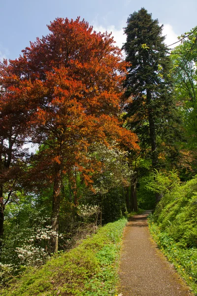 Árboles coloridos en el bosque — Foto de Stock