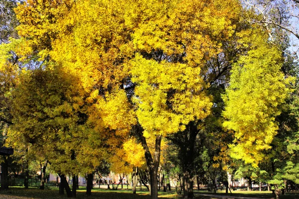 Malebné podzimní stromy v zahradě — Stock fotografie