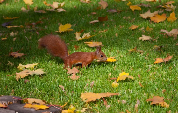 Red squirre jumping in an autumn grass — Stock Photo, Image