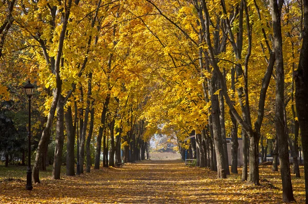 Pasarela de jardín con pintorescos árboles de otoño — Foto de Stock