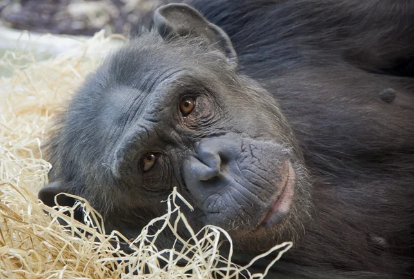 Retrato de um jovem chimpanzé — Fotografia de Stock