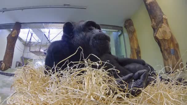 Porträtt av en ung schimpans — Stockvideo