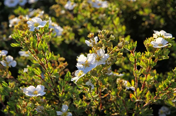 Close-up white blooming branch in springtime — Stock Photo, Image