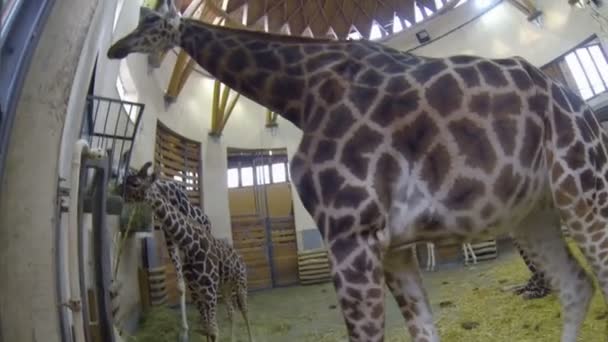 Jirafas en un zoológico — Vídeos de Stock