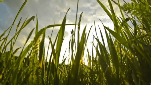 Close-up de grama verde soprando no vento — Vídeo de Stock