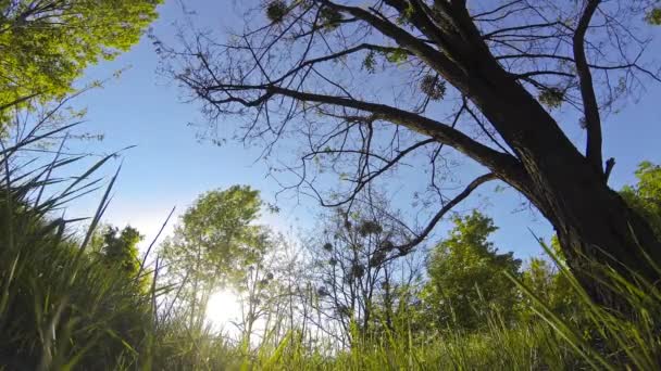 Hierba verde y árboles soplando en el viento — Vídeos de Stock