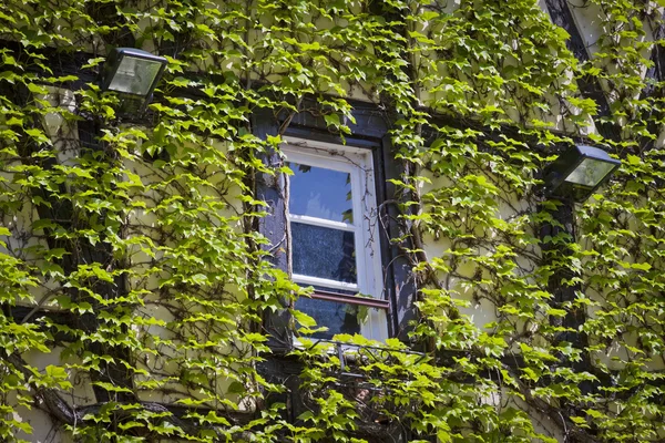 Wand mit Fenster mit grünem Efeu — Stockfoto