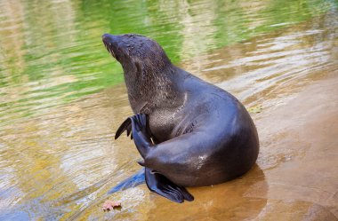 Güney kürk mühür bir hayvanat bahçesinde