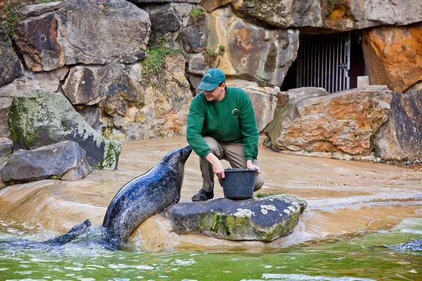 Mostra di alimentazione delle foche di pelliccia in uno zoo — Foto Stock