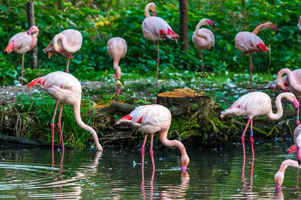 Pembe Amerikan Flamingo Sürüsü Phoenicopterus Ruber Karayip Flamingosu Olarak Bilinir — Stok fotoğraf