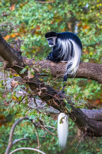 Mantolu Guereza Colobus Guereza Eski Dünya Maymunu Türüdür Guereza Ağaç — Stok fotoğraf