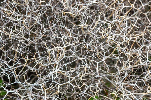 Close View Sarcopoterium Spinosum Flowering Perennial Bush Sarcopoterium Genus Rose — Zdjęcie stockowe