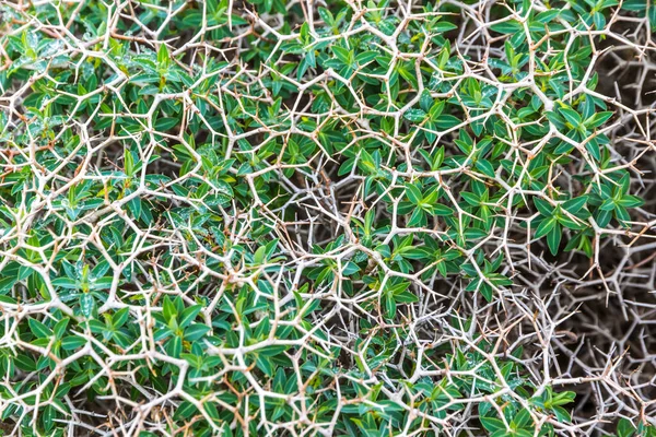 Detailní Záběr Sarcopoterium Spinosum Kvetoucí Trvalý Keř Rodu Sarcopoterium Čeledi — Stock fotografie