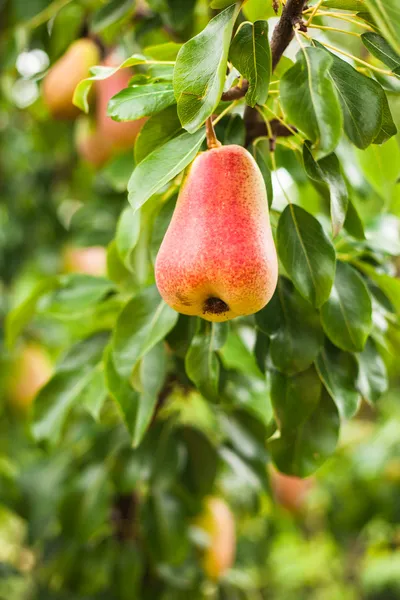Pears on a tree — Stock Photo, Image