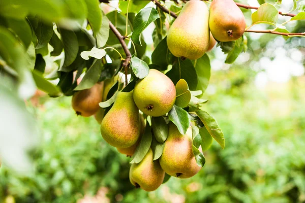 Pears on a tree — Stock Photo, Image