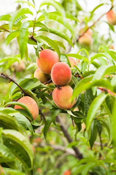 Peaches on a tree — Stock Photo, Image