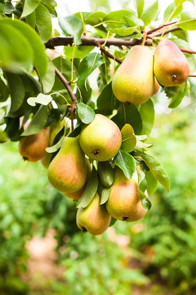 Pears on a tree — Stock Photo, Image